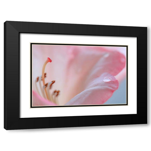 Rhododendron Blossom III Black Modern Wood Framed Art Print with Double Matting by Mahan, Kathy