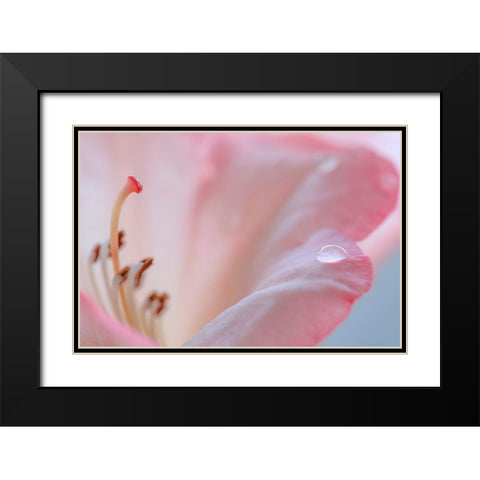 Rhododendron Blossom III Black Modern Wood Framed Art Print with Double Matting by Mahan, Kathy