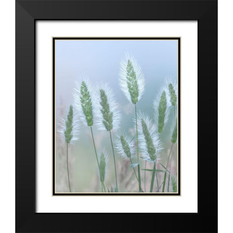 Going to Seed II Black Modern Wood Framed Art Print with Double Matting by Mahan, Kathy