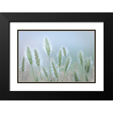 Going to Seed IV Black Modern Wood Framed Art Print with Double Matting by Mahan, Kathy