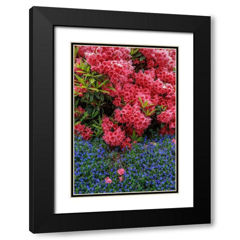 Lithodora and Rhododendron Black Modern Wood Framed Art Print with Double Matting by Mahan, Kathy