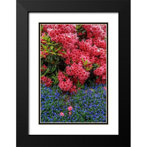 Lithodora and Rhododendron Black Modern Wood Framed Art Print with Double Matting by Mahan, Kathy