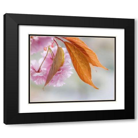 Pink Cherry Blossoms II Black Modern Wood Framed Art Print with Double Matting by Mahan, Kathy