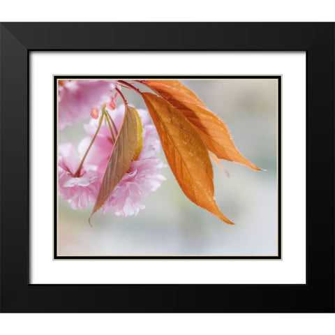 Pink Cherry Blossoms II Black Modern Wood Framed Art Print with Double Matting by Mahan, Kathy