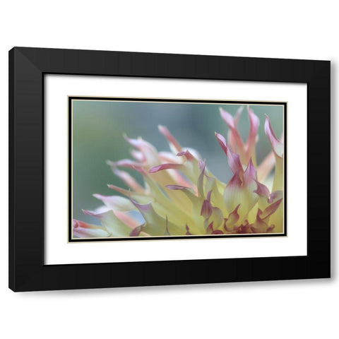Dahlia Petals II Black Modern Wood Framed Art Print with Double Matting by Mahan, Kathy