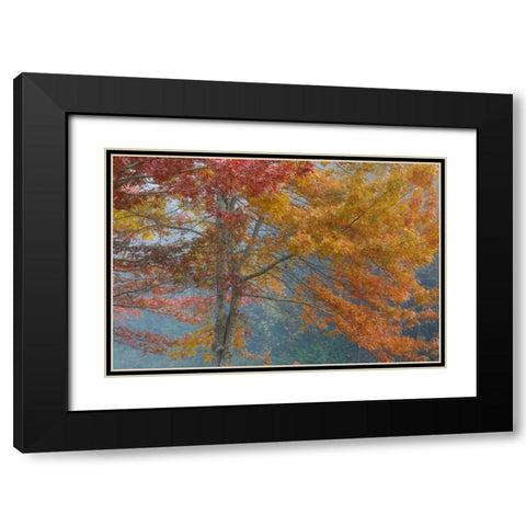 Oak Trees in Fall I Black Modern Wood Framed Art Print with Double Matting by Mahan, Kathy