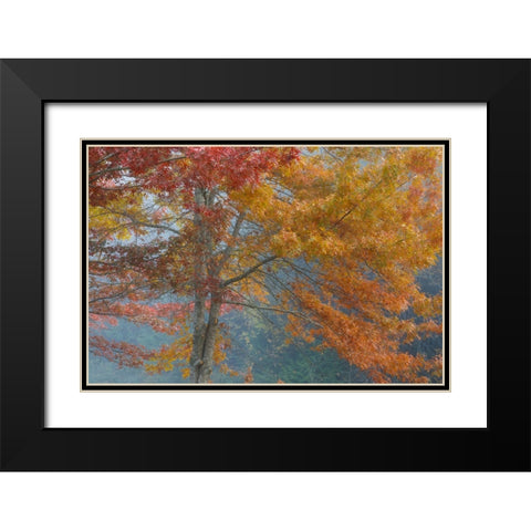 Oak Trees in Fall I Black Modern Wood Framed Art Print with Double Matting by Mahan, Kathy