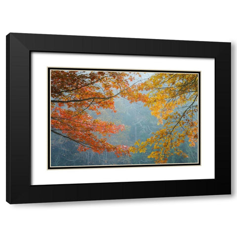 Oak Trees in Fall II Black Modern Wood Framed Art Print with Double Matting by Mahan, Kathy