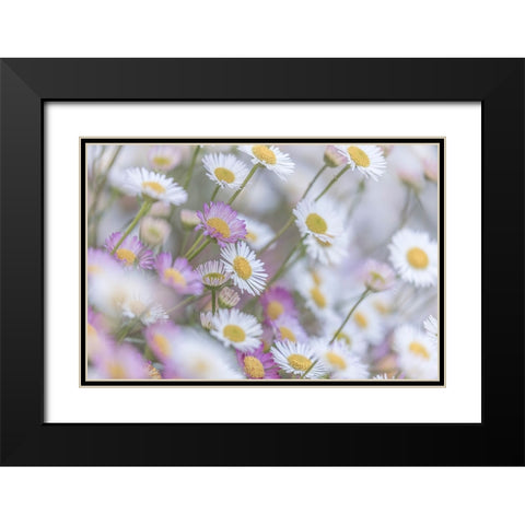 Santa Barbara Daisies I Black Modern Wood Framed Art Print with Double Matting by Mahan, Kathy