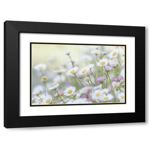 Santa Barbara Daisies II Black Modern Wood Framed Art Print with Double Matting by Mahan, Kathy