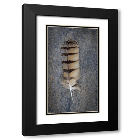 Feather Portrait IV Black Modern Wood Framed Art Print with Double Matting by Mahan, Kathy