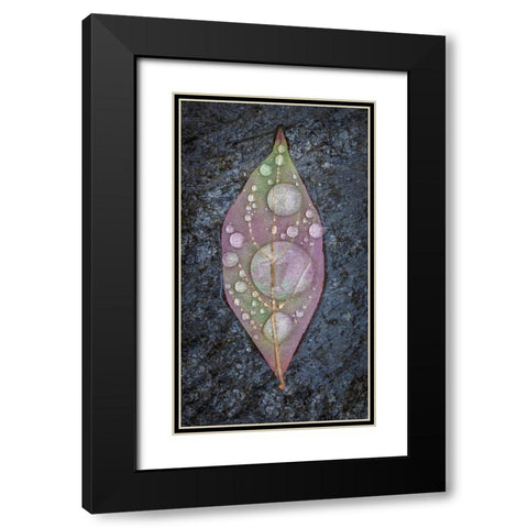 Dogwood Leaf And Rain I Black Modern Wood Framed Art Print with Double Matting by Mahan, Kathy