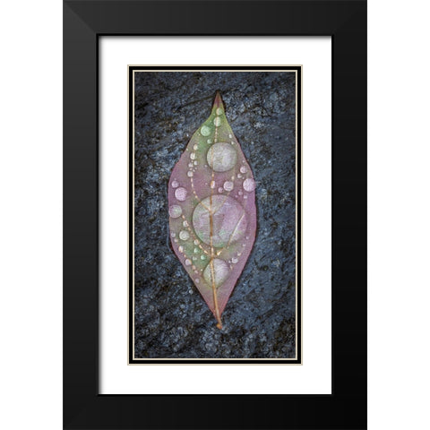 Dogwood Leaf And Rain I Black Modern Wood Framed Art Print with Double Matting by Mahan, Kathy
