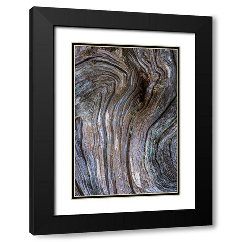 Gnarled Driftwood I Black Modern Wood Framed Art Print with Double Matting by Mahan, Kathy