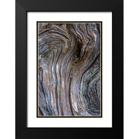 Gnarled Driftwood I Black Modern Wood Framed Art Print with Double Matting by Mahan, Kathy
