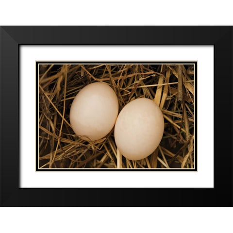 Eggs I Black Modern Wood Framed Art Print with Double Matting by Millet, Karyn