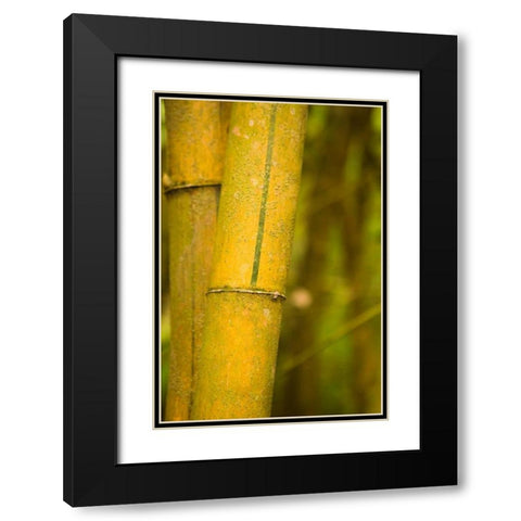 Bamboo I Black Modern Wood Framed Art Print with Double Matting by Millet, Karyn