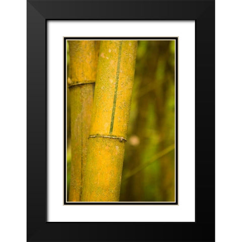 Bamboo I Black Modern Wood Framed Art Print with Double Matting by Millet, Karyn