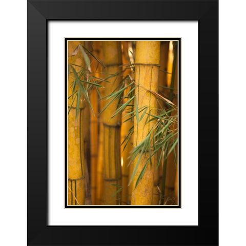 Bamboo II Black Modern Wood Framed Art Print with Double Matting by Millet, Karyn