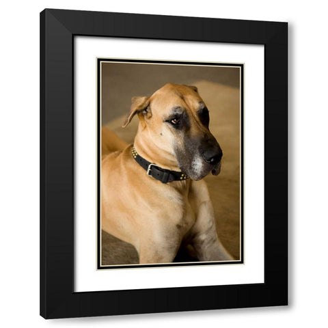 Great Dane Black Modern Wood Framed Art Print with Double Matting by Millet, Karyn