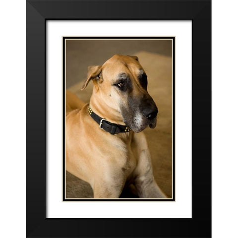 Great Dane Black Modern Wood Framed Art Print with Double Matting by Millet, Karyn