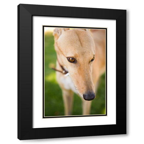 Greyhound Black Modern Wood Framed Art Print with Double Matting by Millet, Karyn