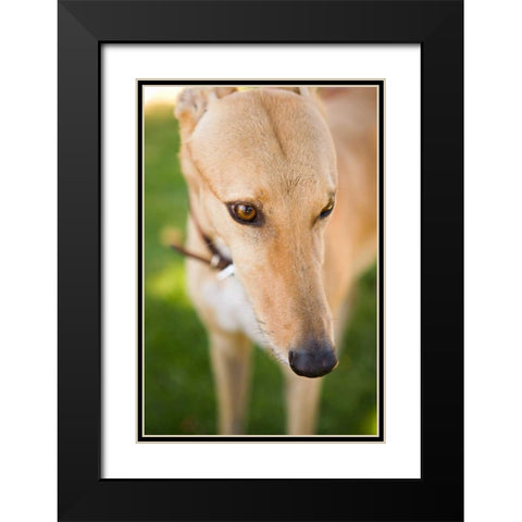 Greyhound Black Modern Wood Framed Art Print with Double Matting by Millet, Karyn