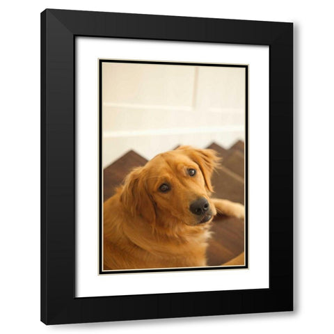 Goldie I Black Modern Wood Framed Art Print with Double Matting by Millet, Karyn