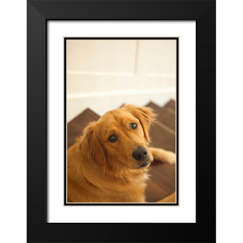Goldie I Black Modern Wood Framed Art Print with Double Matting by Millet, Karyn