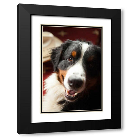 Ranch Dog Black Modern Wood Framed Art Print with Double Matting by Millet, Karyn