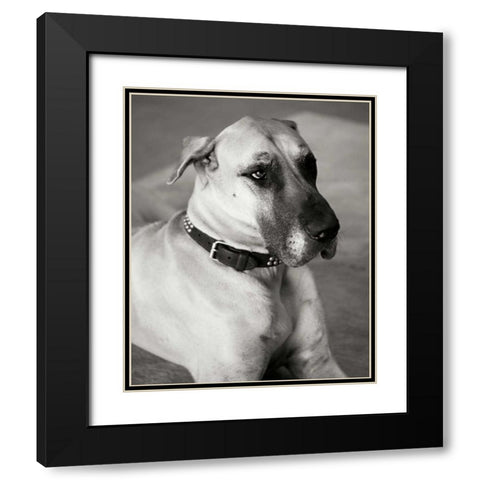 Great Dane Black Modern Wood Framed Art Print with Double Matting by Millet, Karyn