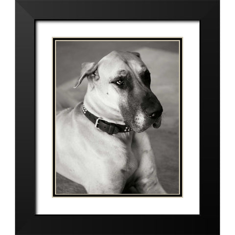 Great Dane Black Modern Wood Framed Art Print with Double Matting by Millet, Karyn