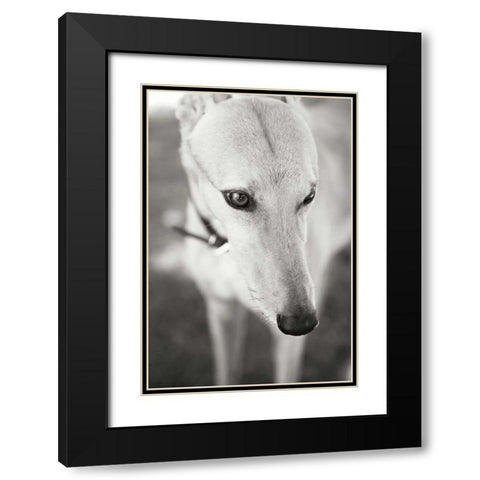 Greyhound Black Modern Wood Framed Art Print with Double Matting by Millet, Karyn
