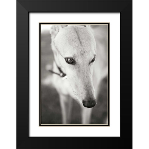 Greyhound Black Modern Wood Framed Art Print with Double Matting by Millet, Karyn