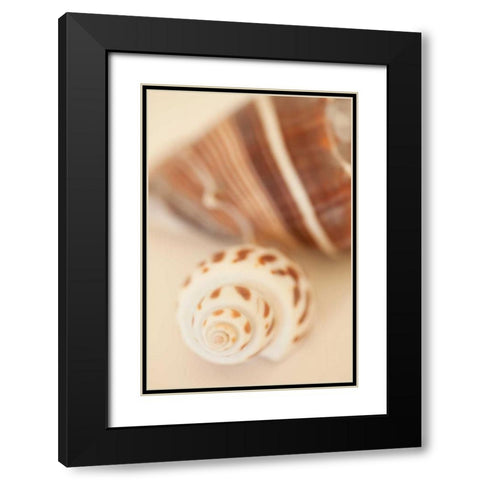 Shell by Shell III Black Modern Wood Framed Art Print with Double Matting by Millet, Karyn
