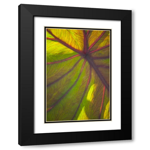 Sun in the Leaves II Black Modern Wood Framed Art Print with Double Matting by Millet, Karyn