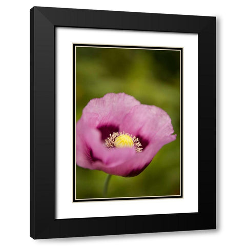 Purple Poppy I Black Modern Wood Framed Art Print with Double Matting by Millet, Karyn