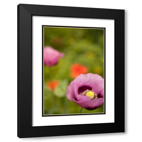 Purple Poppy II Black Modern Wood Framed Art Print with Double Matting by Millet, Karyn