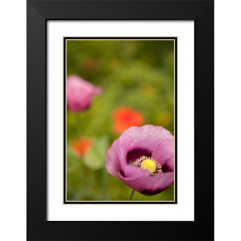 Purple Poppy II Black Modern Wood Framed Art Print with Double Matting by Millet, Karyn