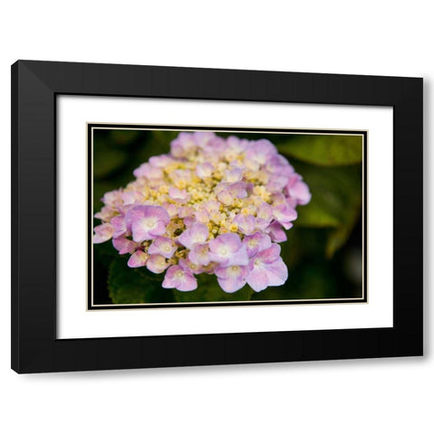 Hydrangeas I Black Modern Wood Framed Art Print with Double Matting by Millet, Karyn