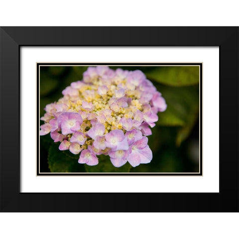 Hydrangeas I Black Modern Wood Framed Art Print with Double Matting by Millet, Karyn