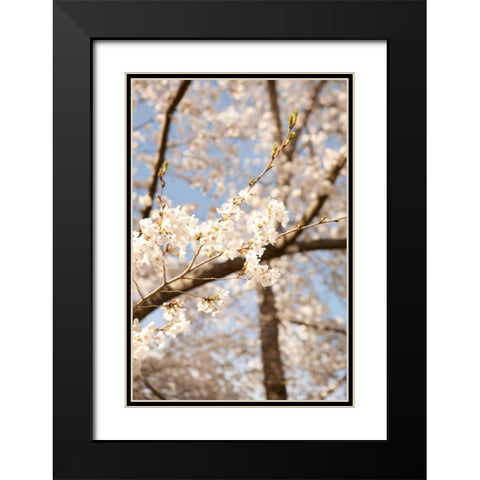 In Bloom I Black Modern Wood Framed Art Print with Double Matting by Millet, Karyn