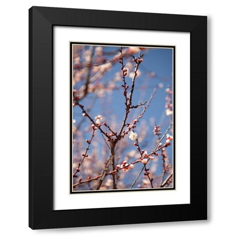In Bloom X Black Modern Wood Framed Art Print with Double Matting by Millet, Karyn