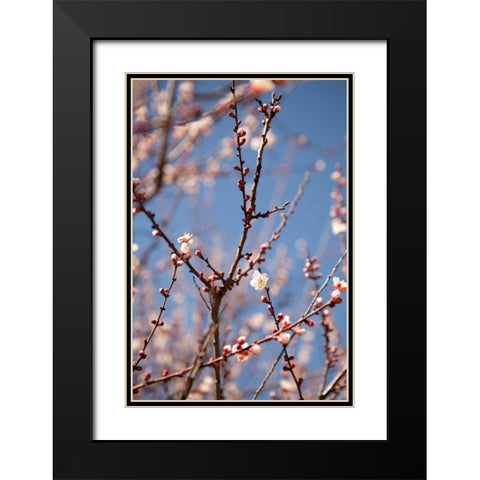 In Bloom X Black Modern Wood Framed Art Print with Double Matting by Millet, Karyn