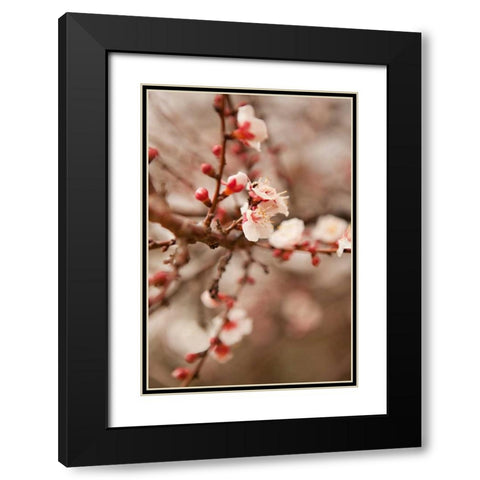 In Bloom XI Black Modern Wood Framed Art Print with Double Matting by Millet, Karyn