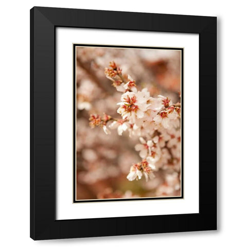 In Bloom XII Black Modern Wood Framed Art Print with Double Matting by Millet, Karyn