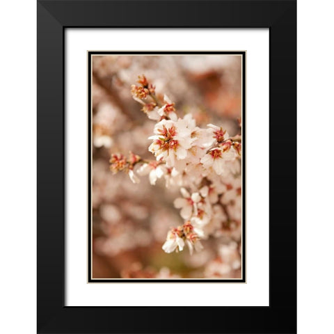 In Bloom XII Black Modern Wood Framed Art Print with Double Matting by Millet, Karyn