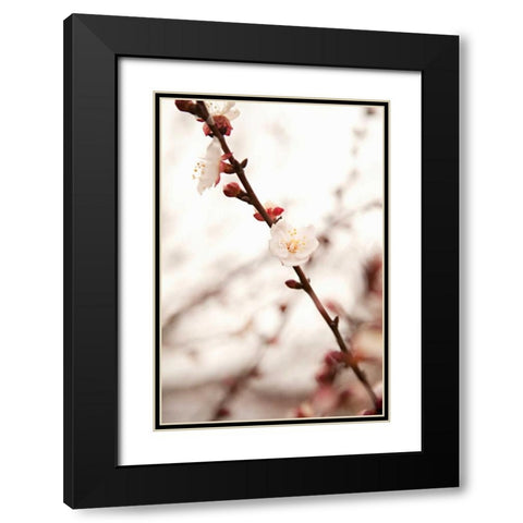 In Bloom XIII Black Modern Wood Framed Art Print with Double Matting by Millet, Karyn