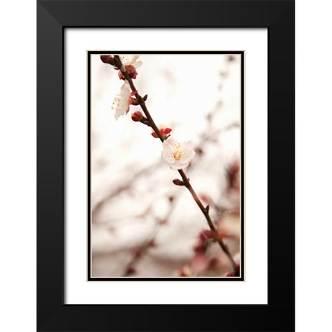 In Bloom XIII Black Modern Wood Framed Art Print with Double Matting by Millet, Karyn