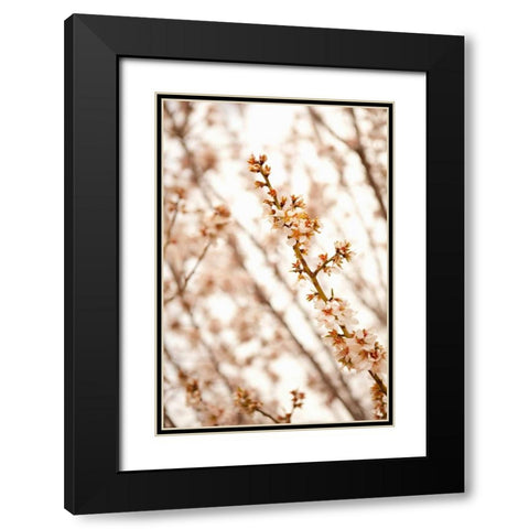 In Bloom XIV Black Modern Wood Framed Art Print with Double Matting by Millet, Karyn